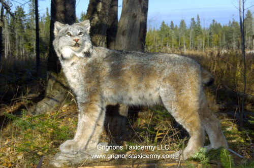 Lynx mount